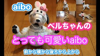 ベルちゃんのとっても可愛いaibo