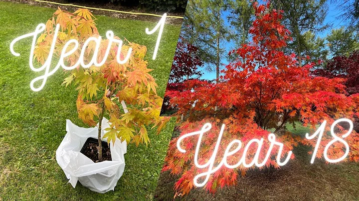 What will your Japanese Maple Tree look like in years to come? - DayDayNews