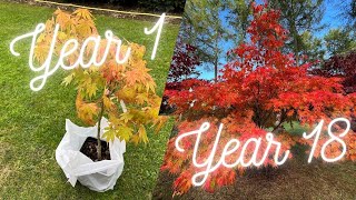 What will your Japanese Maple Tree look like in years to come?