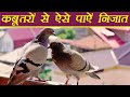 Pigeon easy ways to drive away pigeons how to get rid of pigeons  boldsky
