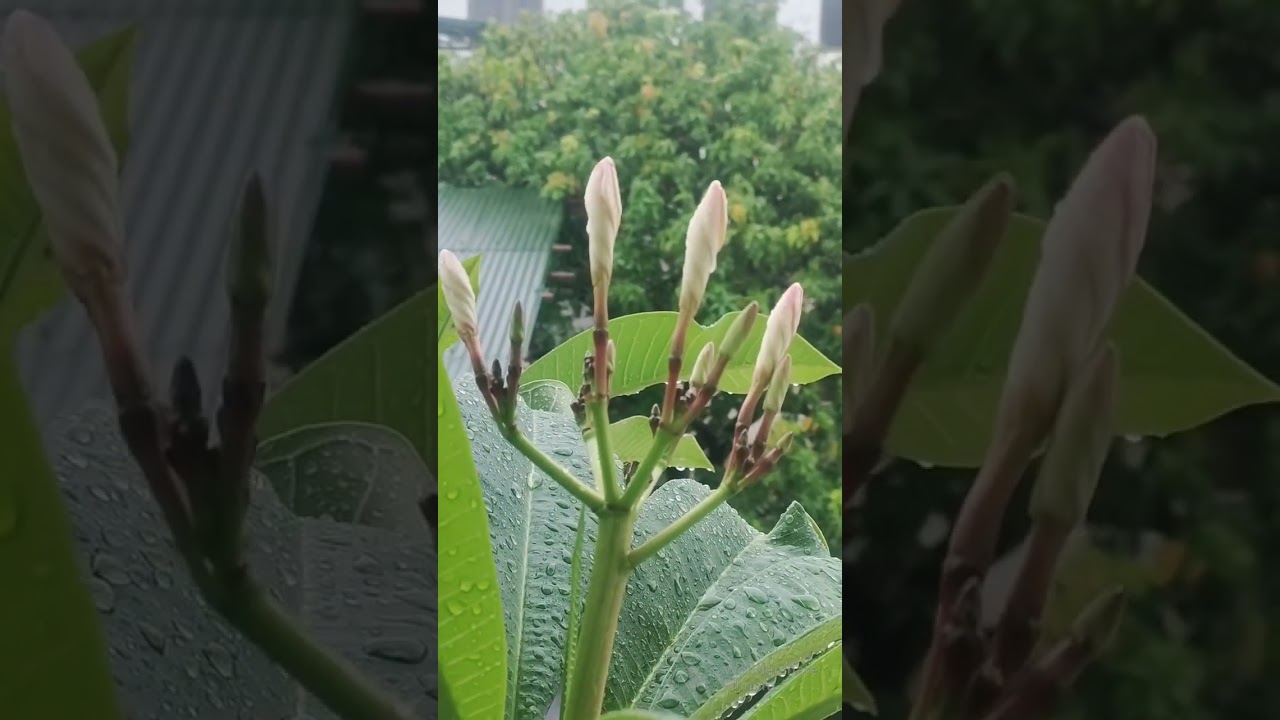 fragrant plumeria timelapse 