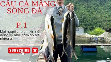 Câu Cá Măng Sông Đà - Hoà Bình #fishing 