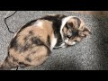 【猫動画】手を引っ張って誘導するぱるさん