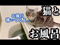 お風呂好きな猫がついてくるので、まったり一緒に入るナイトルーティン。
