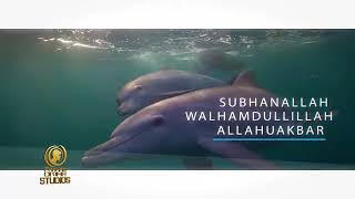 Download Lagu Subhanallah Walhamdulillah Allahu Akbar – A Malay Nasheed for the Soul | Tranquil Dhikr