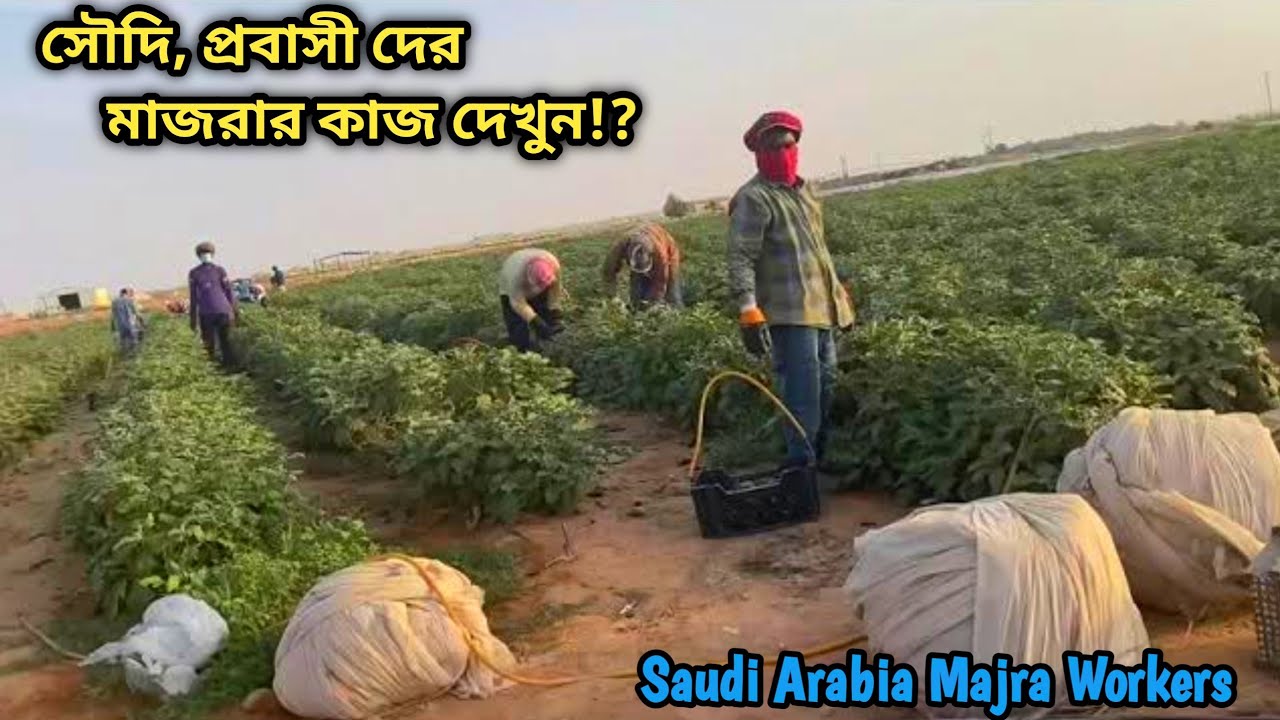 সৌদি আরবের প্রবাসী দের মাজরার কাজ দেখুন! See Working Video In Saudi Arabia Majra Workers Vlog video