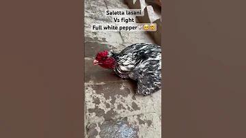 Fight Aseelmurga Murga Rooster Chicken Viralvideo Foryou Pets Views Aseel Foryiupage 