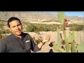 Desert Survival Food: Cactus Fruit -Junkyard Fox