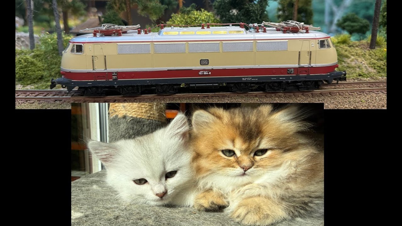Märklin Hamo 8353 E 03 digitalisieren / Update Katzenbabys