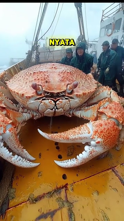 Kepiting alaska terbesar di dunia #viralvideo #shorts