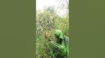 Penyamaran Mikat Burung Umpan Buah Harendong Hinggap Dua Ekor #birds #shorts #darafamilychannel