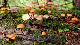 Mushroom walk. I collect mushrooms in the field, walk through the forest, watch poisonous mushrooms