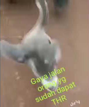 Hewan sialan betingkkahh dapat jatah THR