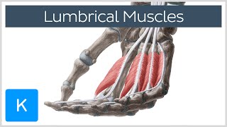 Lumbrical muscles of the Hand - Origin, Insertion & Function - Anatomy | Kenhub screenshot 1