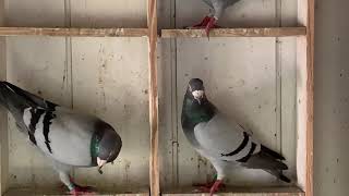 Palomas mensajeras.Dallas