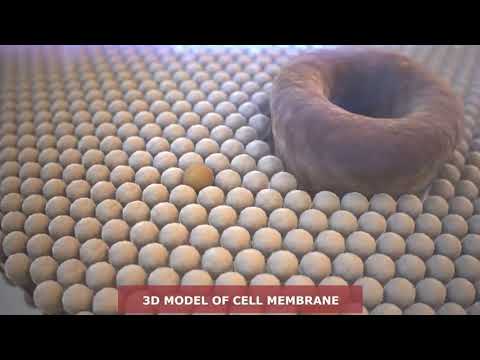 Клеточная мембрана