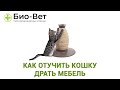 Как Отучить Кошку Драть Мебель & ТОП-3 способа Отучить Кошку Драть Мебель. Ветклиника Био Вет