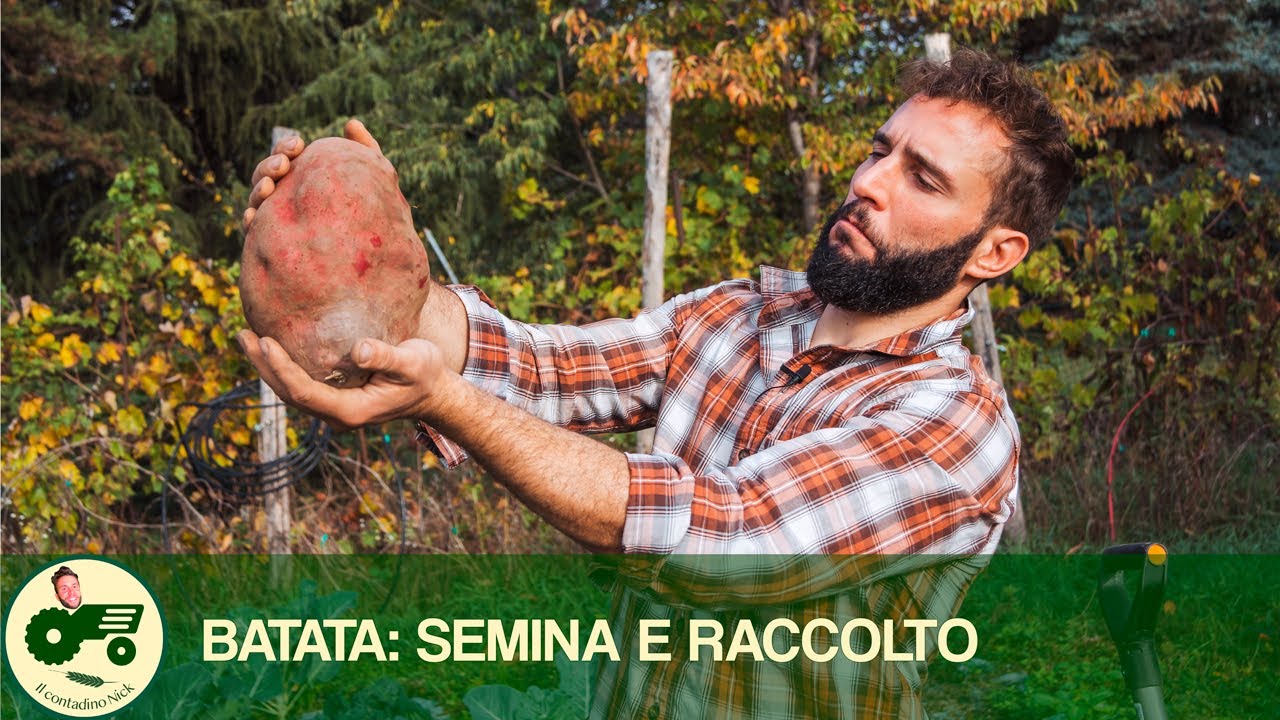 Ho seminato e raccolto la BATATA GIGANTE! - Il contadino Nick