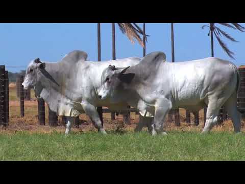 LOTE 107 | 41º MEGA LEILÃO ANUAL CARPA - TOUROS