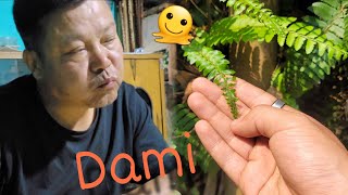 Amala Ningure A Village Food |Darjeeling Village Vlog | Adarsh Pradhan Vlogs