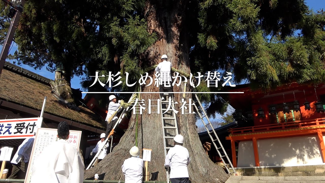 大杉しめ縄かけ替え 春日大社 奈良市 - YouTube