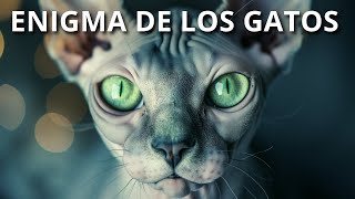 El enigmático mundo de los gatos | Sus habilidades especiales by Lifeder Educación 362,449 views 3 months ago 37 minutes
