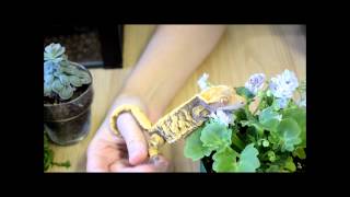 Crested Gecko Purchases and Holdbacks