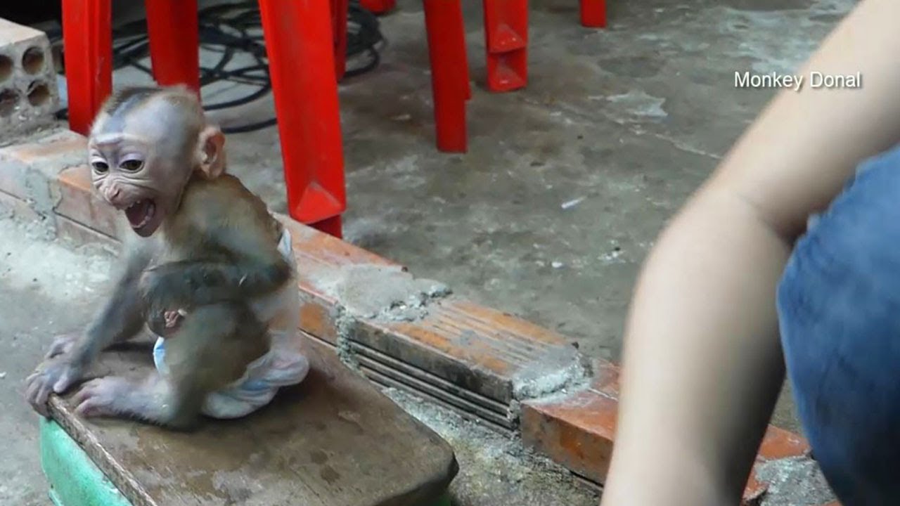 Early Morning Donal Hungry Canot Wait Mom Clean Battle Milk