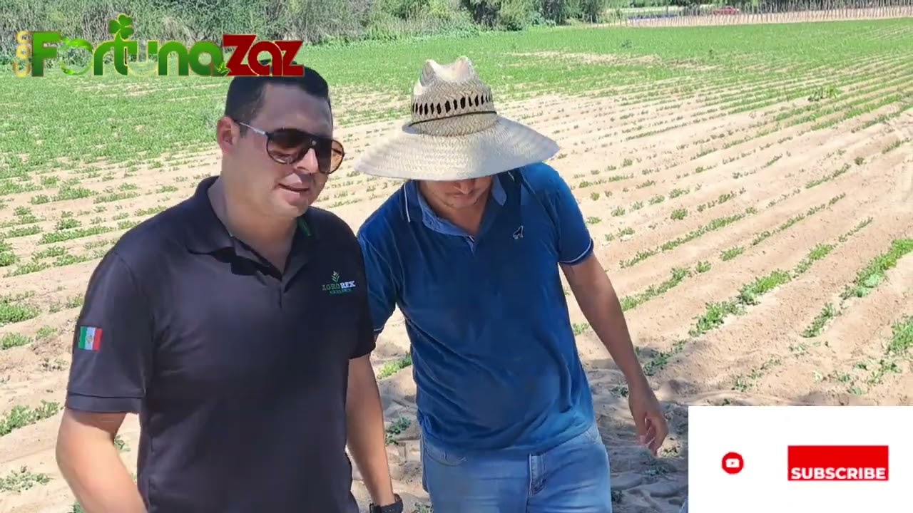Cultivo y fertilizacion en cacahuates en la region de Mocorito.Con fortuna zaz
