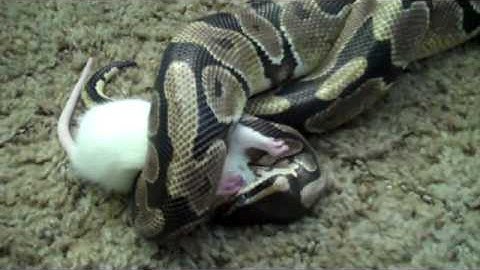 Elmo the python eats rat part 1