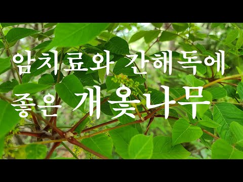 산야초 효능 개옻나무  암치료와  간해독에 탁월한 효과를 보입니다.