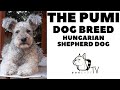 The PUMI dog breed - The agile Hungarian Herding dog!  DogCastTV