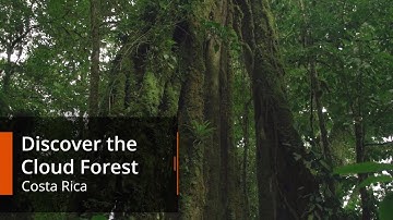 Discover the Cloud Forest