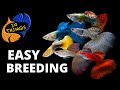 Top 10 Easiest Fish To Breed in a HOME Aquarium