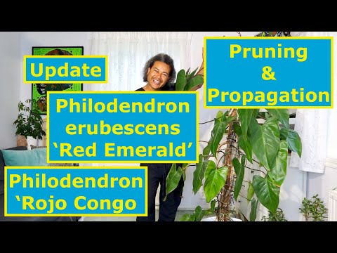 Philodendron erubesence 'Red Emerald' & Philodendron 'Rojo Congo' Update + Pruning & Propagating