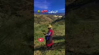 زيتون جبالة