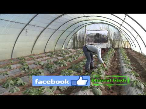 حلقة خيرات بلادي عن القرع       