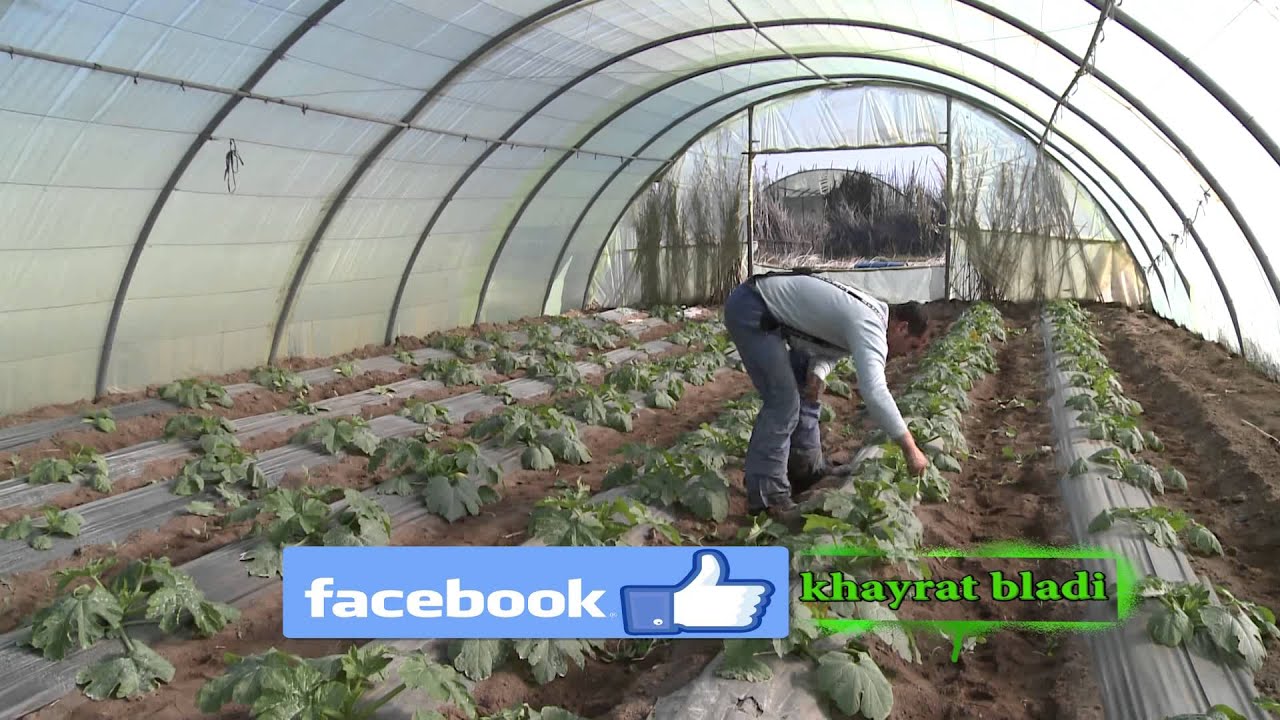 حلقة خيرات بلادي عن  القرع   The episode of my bounties about pumpkins