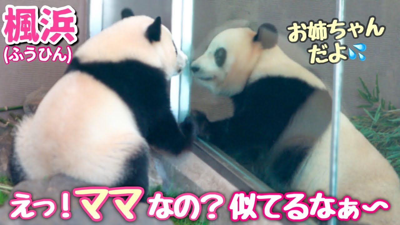 パンダアイドル楓浜🍁】ママそっくりお姉さん🐼に甘えたくなったふう