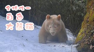 《熊貓播報》白色野生大熊猫完整影像首度公开 | iPanda熊貓頻道