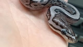 Axanthic stuff hatching! ball python things 🐍