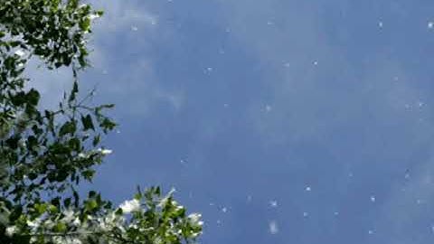 ﴿وَما خَلَقنَا السَّماواتِ وَالأَرضَ وَما بَينَهُما لاعِبينَ﴾ - تلاوة مؤثرة لبعض آيات سورة الدخان