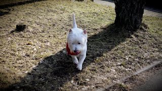 West Highland White Terrier (Westie) Bobby. Spring's dogs by Elena & Bob 213 views 1 month ago 2 minutes, 34 seconds