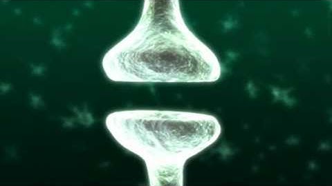 BBC-Synapse between two neurons