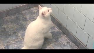 Cat in a bath - room | Axel chasing drops | Tomcat bathroom shenanigans in Catville upon Purr #cats by Catville upon Purr 6,236 views 3 years ago 1 minute, 4 seconds