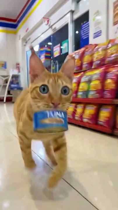 Oyen steals a can of tuna