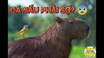 “Sinh vật chill nhất hành tinh: Capybara không sợ ai kể cả cá sấu!