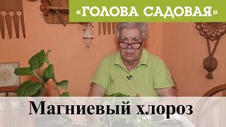 Голова садовая - Магниевый хлороз