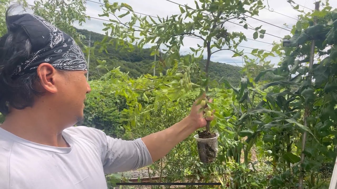 Repotting ng Chinese Jujube Air Layering naten - YouTube