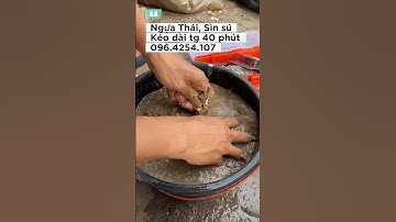 Trộn mồi câu cá tra